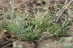 Asphodelus tenuifolius